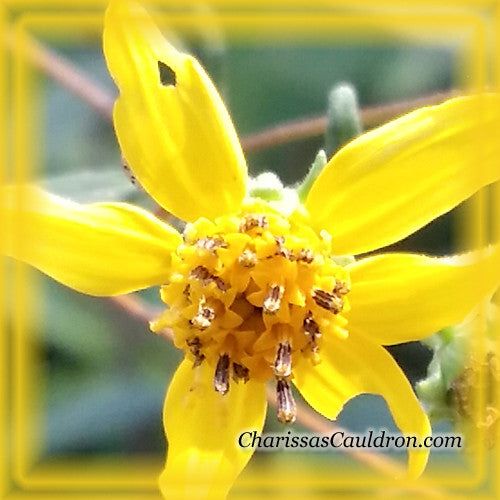 Yellow Crownsbeard Flower Essence
